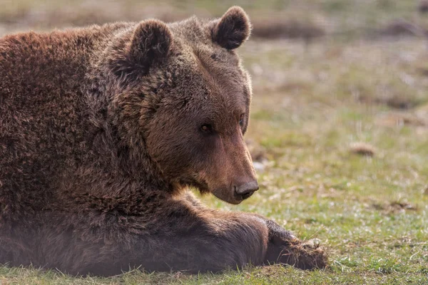 Eurasischer Braunbär Ursus Arctos Arctos Auch Als Europäischer Braunbär Bekannt — Stockfoto