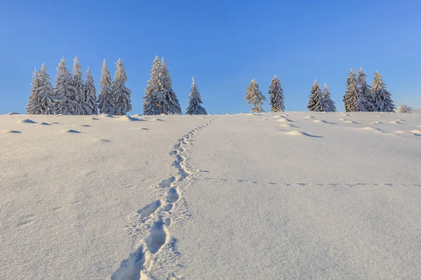 Abetos Invierno Las Montañas Bucegi Rumania — Foto de Stock