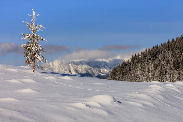 罗马尼亚Bucegi山区冬季的冷杉 — 图库照片