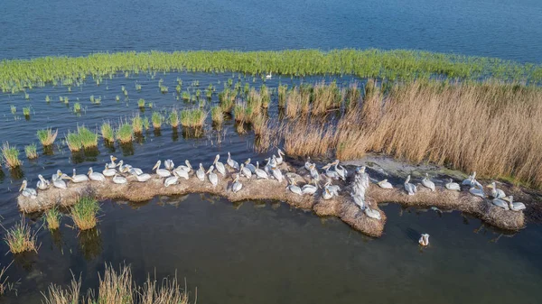 Tuna Deltası Romanya'da Dalmaçyalı Pelikan (pelecanus crispus). Drone ile havadan görünümü.