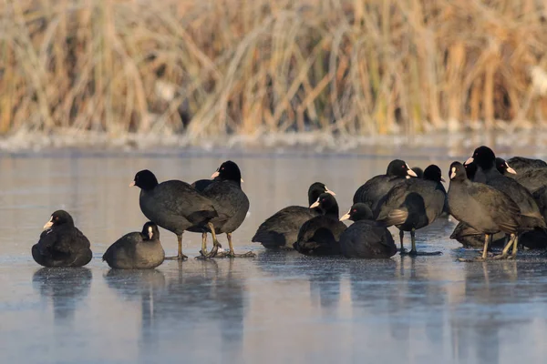 Folaga Eurasiatica Fulica Atra Inverno Località Parco Naturale Comana Romania — Foto Stock