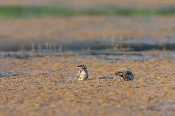 Rybitwa zwyczajna (Sterna hirundo) — Zdjęcie stockowe