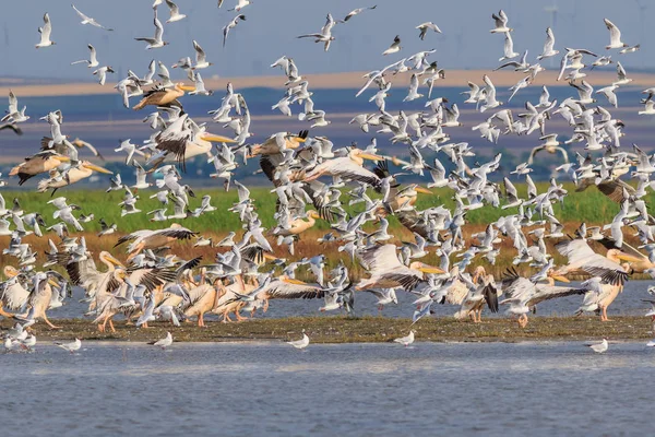 Vita pelikaner och måsar i flykten — Stockfoto