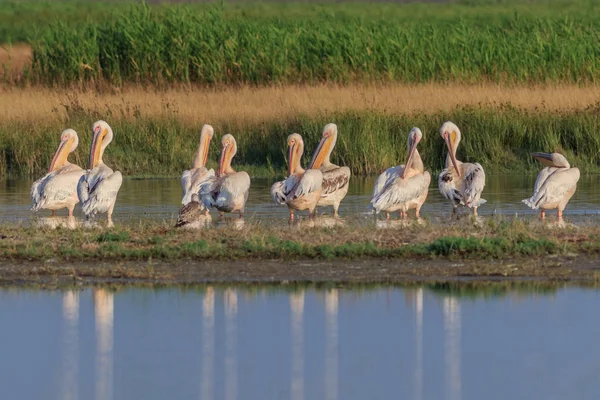 Білих пеліканів Дельта Дунаю, Румунія — стокове фото
