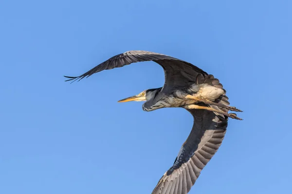 Garza gris en vuelo — Foto de Stock