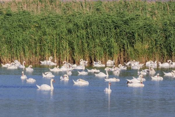 Weiße Schwäne auf dem See — Stockfoto