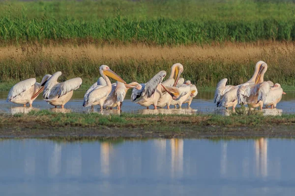 Pelícanos blancos en el Delta del Danubio, Rumania — Foto de Stock