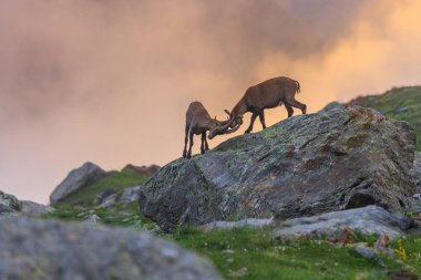 Dağ keçisi, Mont Blanc aralığı, Fransız Alps