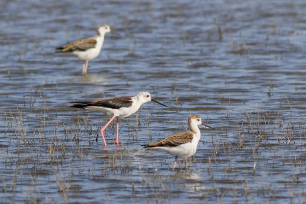 Juvenile black-winged stilt (Himantopus himantopus) — Stock Photo, Image