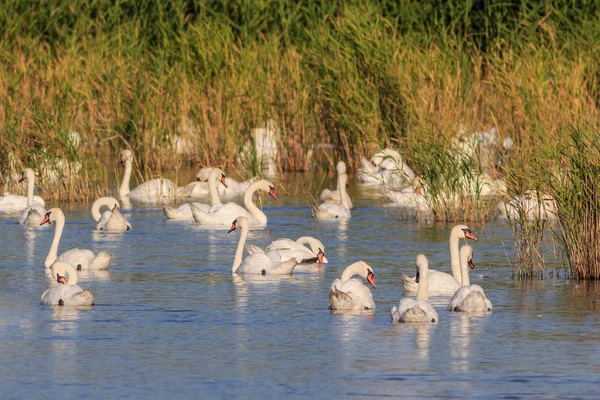 Weiße Schwäne auf dem See — Stockfoto