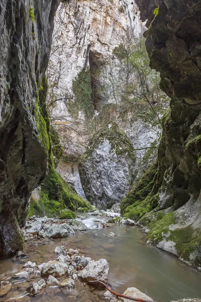 Stream Ponicova, Romania — Stock Photo, Image