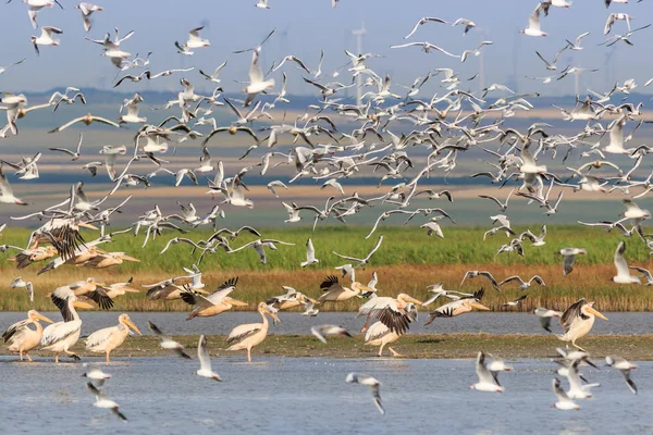 Pelícanos blancos y gaviotas en vuelo —  Fotos de Stock