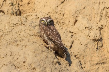 Kazan Baykuş (athene cunicularia)
