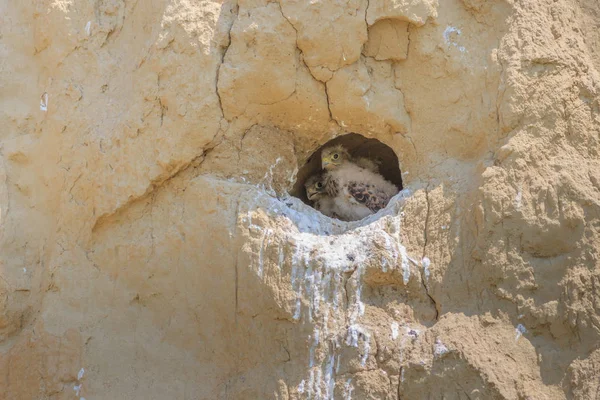 Cernícalo común joven (falco tinnunculus ) — Foto de Stock