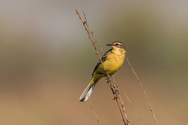 Sarı kuyruksallayan bukle — Stok fotoğraf