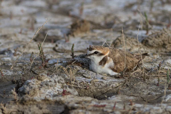 Mały pierścień (charadrius dubius) — Zdjęcie stockowe