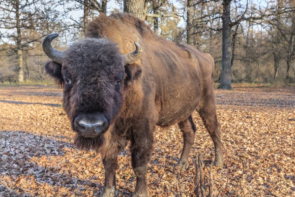 European bison, Roménia — Fotografia de Stock