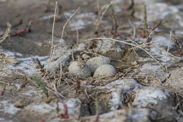 Jaja w gnieździe w naturalnym środowisku — Zdjęcie stockowe