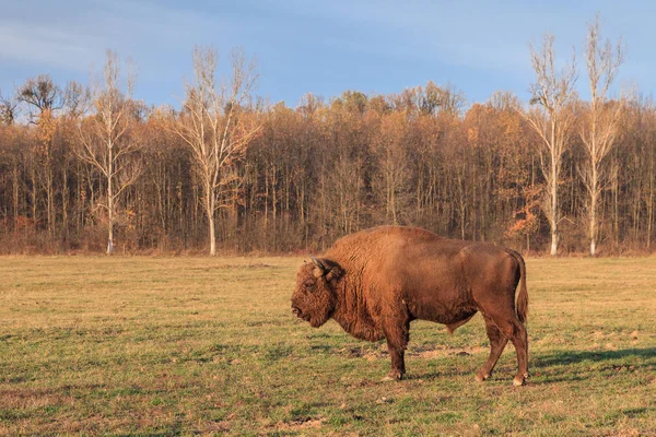Европейский бизон, Румыния — стоковое фото