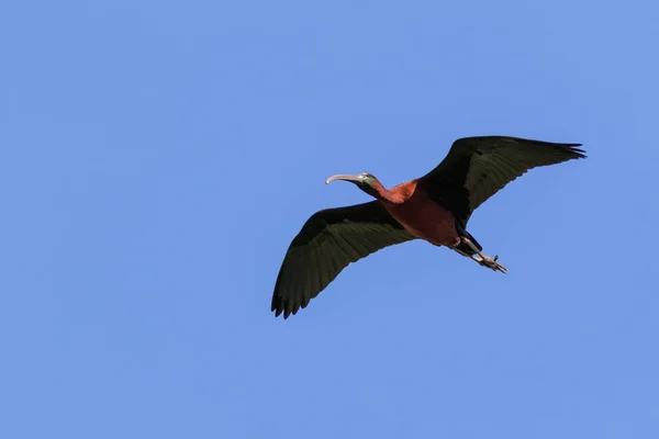 Glossy ibis ( plegadis falcinellus ) in flight — Stock Photo, Image