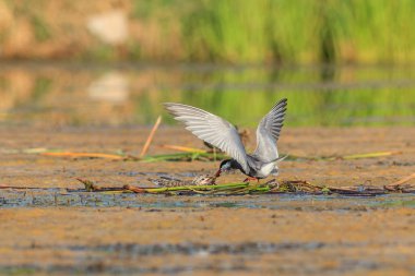 Genel Tern (Sterna hirundo)