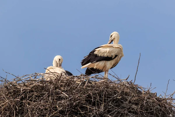 White storks on nest — Stock Photo, Image