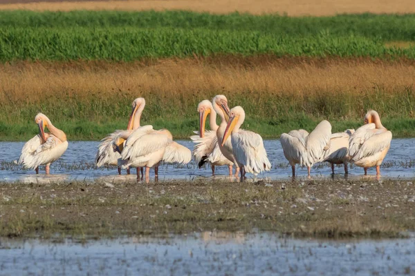 Witte pelikanen in Danube Delta, Roemenië — Stockfoto