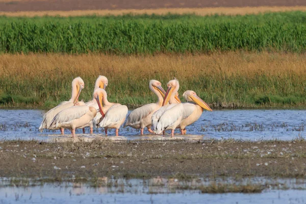 Pelícanos blancos en el Delta del Danubio, Rumania —  Fotos de Stock