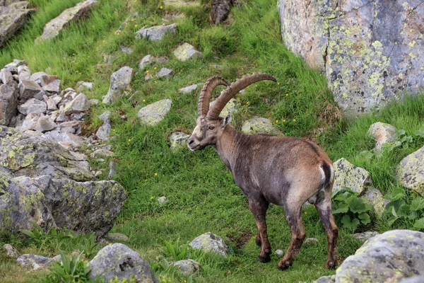 Ibex, Cordillera del Mont Blanc, Francia — Foto de Stock