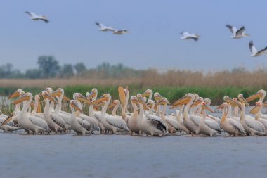 Beyaz Pelikan Danube Delta, Romanya