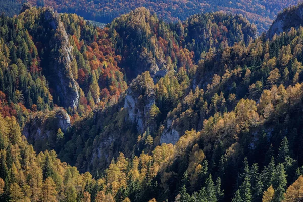 Herfstbos — Stockfoto