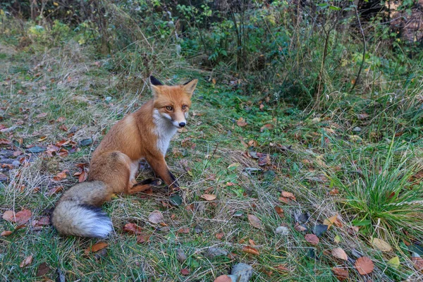 ヨーロッパの赤狐 (ホンドギツネ キツネ属) — ストック写真