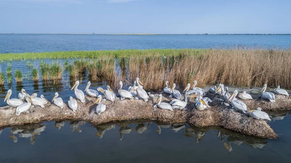 Pélicans dalmates (pelecanus crispus) dans le delta du Danube Roumanie — Photo