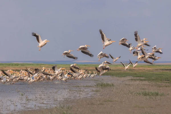 Pelícanos blancos (pelecanus onocrotalus ) — Foto de Stock