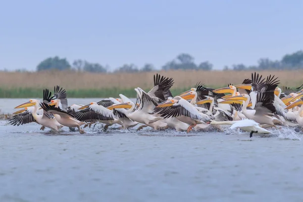 Białe pelikany w Danube Delta, Rumunia — Zdjęcie stockowe