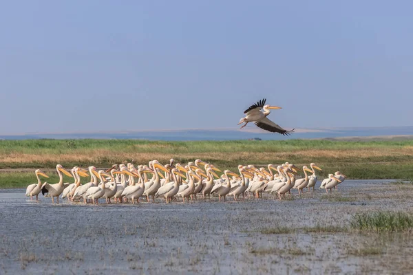 Pelicani bianchi (pelecanus onocrotalus ) — Foto Stock