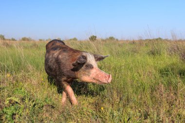 bir çayır üzerinde domuz