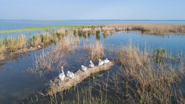 Pelícanos dálmatas (pelecanus crispus) en el Delta del Danubio Rumania —  Fotos de Stock
