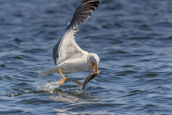 Gaivota que come peixe — Fotografia de Stock