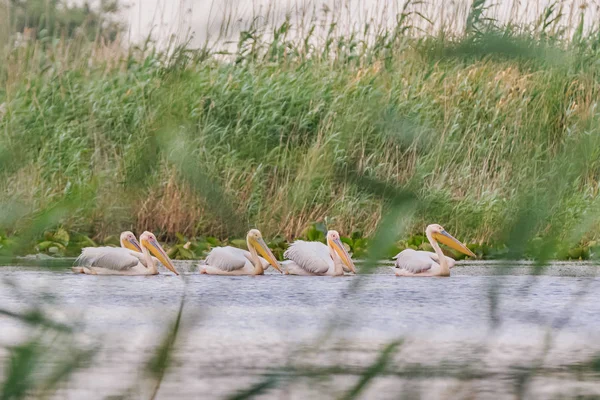 Pelícanos blancos en el Delta del Danubio, Rumania — Foto de Stock