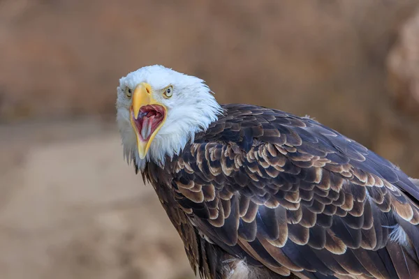 Águila calva americana (Haliaeetus leucocephalus) — Foto de Stock