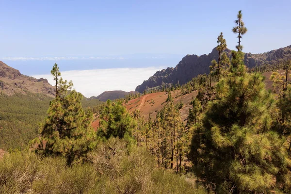 Pine forest in Teide National Park, Tenerife — Stock Photo, Image