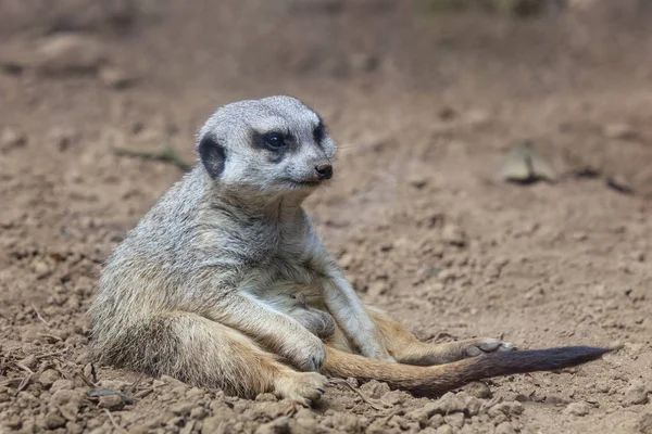 Meerkat relaxado sentado no chão — Fotografia de Stock