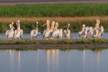 Beyaz Pelikan Danube Delta, Romanya