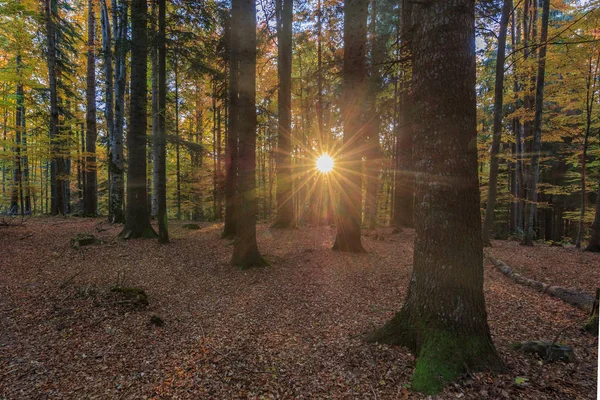 Soluppgång i skogen — Stockfoto