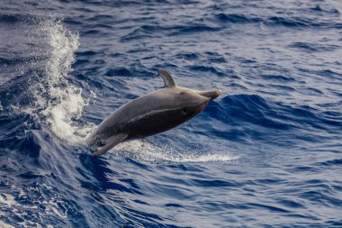 Yunuslar Atlantik Okyanusunda yüzüyorlar Tenereife kıyısı yakınlarında.