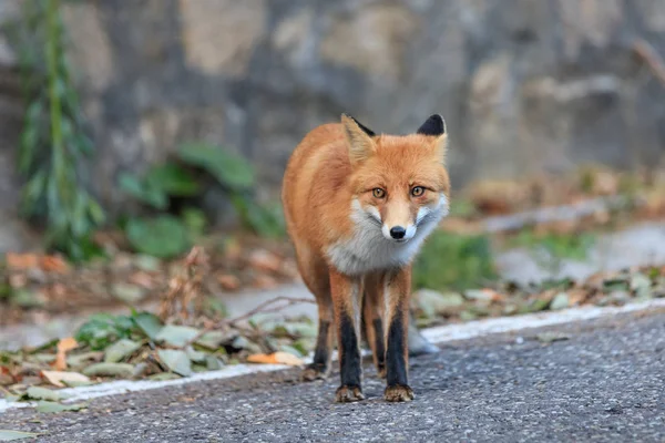 ヨーロッパの赤狐 (ホンドギツネ キツネ属) — ストック写真