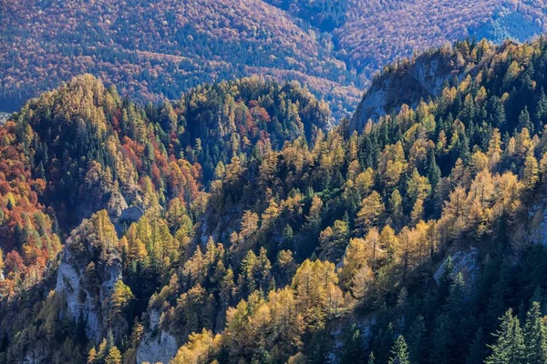 Jesienny las — Zdjęcie stockowe