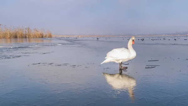 Bílá labuť v zimě — Stock fotografie