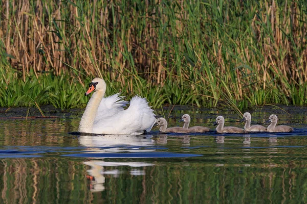 Белый Лебедь Маленькими Цыплятами Дельте Дуная Румыния — стоковое фото